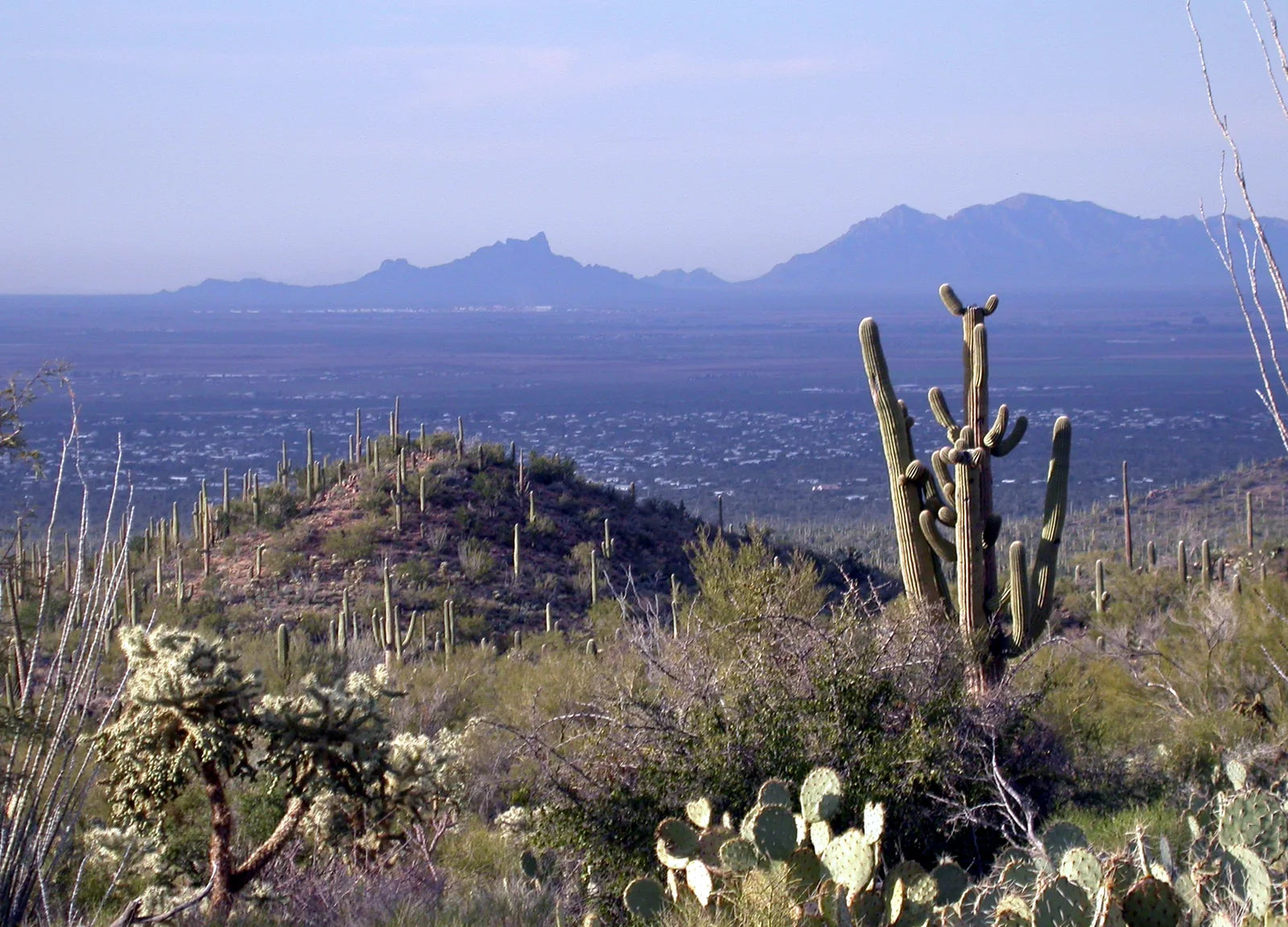 Saguaros and distant mountains in Saguaro National Park, near Tucson, Arizona