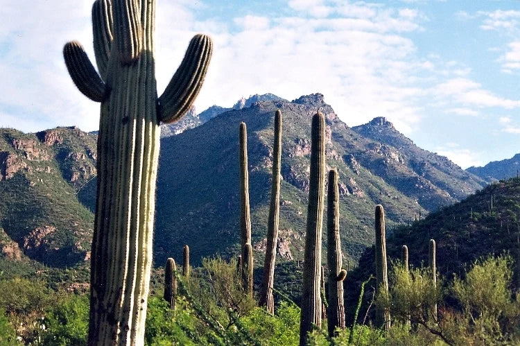Saguaros below the rocky mountains near Tucson, Arizona